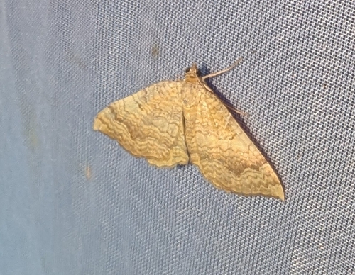 Yellow Shell Moth