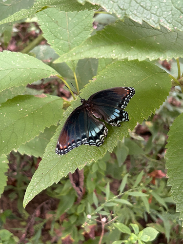 Red-spotted Admiral