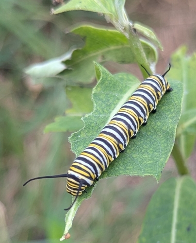 Monarch