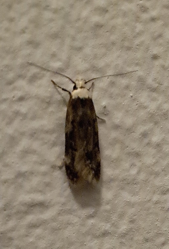 White-shouldered House Moth