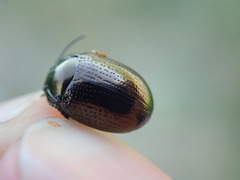 Chrysolina oricalcia