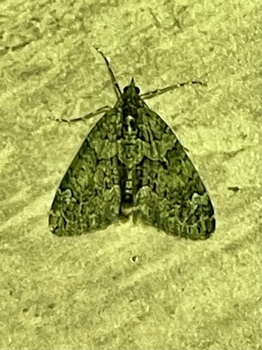 Red-green Carpet