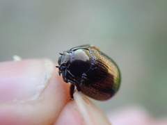 Chrysolina oricalcia