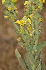 Verbascum thapsus thapsus