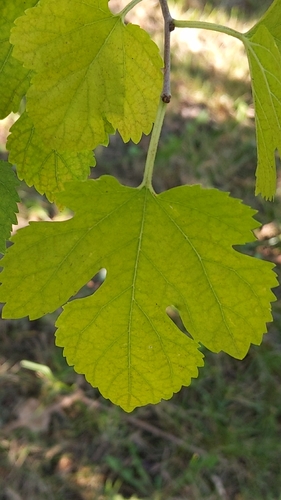 white mulberry