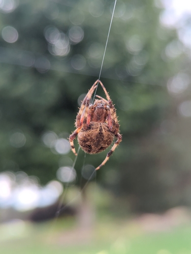 Spotted Orbweaver
