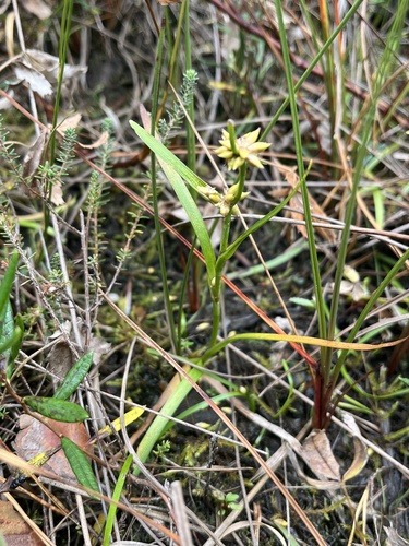 Small Bur-reed