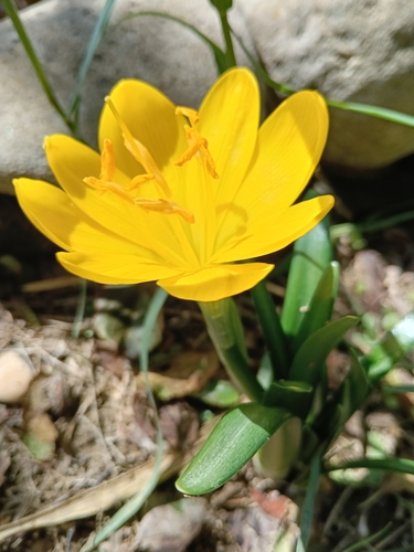 Winter Daffodil