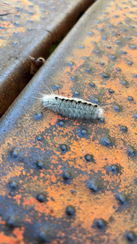 Hickory Tussock Moth