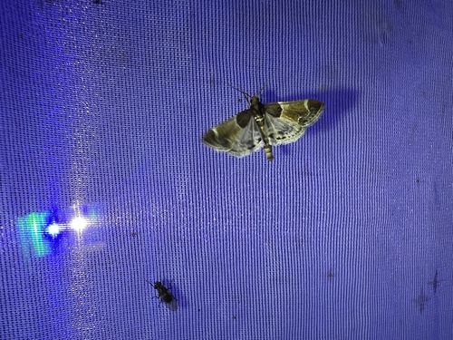 Meal moth