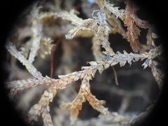 Selaginella denticulata, photograph (c) Yves Bas, some rights reserved (CC BY)