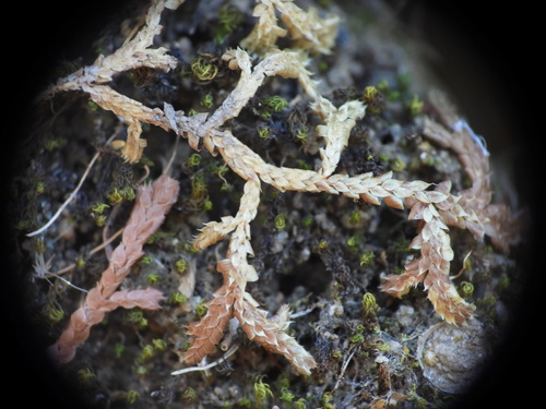 Selaginella denticulata, photograph 4