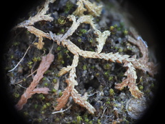 Selaginella denticulata, photograph (c) Yves Bas, some rights reserved (CC BY)