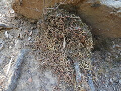 Selaginella denticulata, photograph (c) Yves Bas, some rights reserved (CC BY)