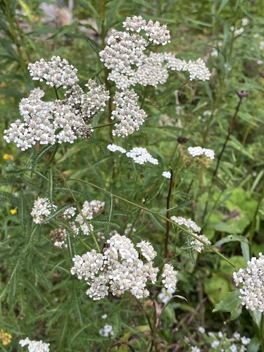 common yarrow