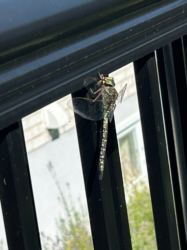 Lake Darner