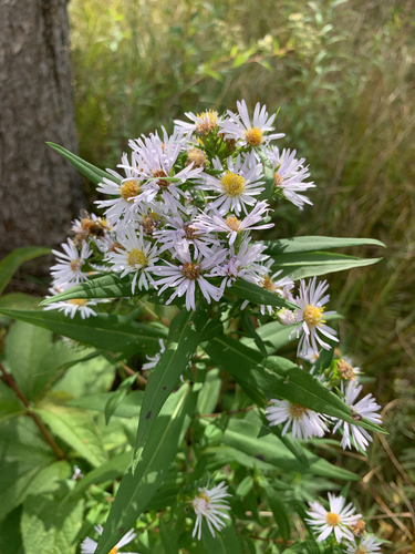 shining aster