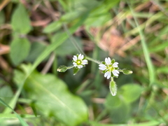 Cerastium fontanum, photograph (c) Jose Gutierrez Higa, some rights reserved (CC BY)