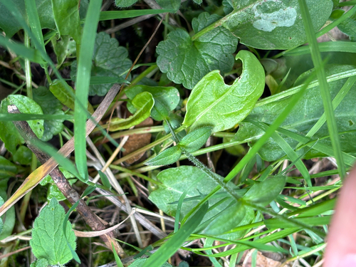 Cerastium fontanum, photograph 4