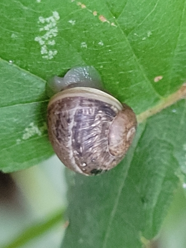 Garden Snail