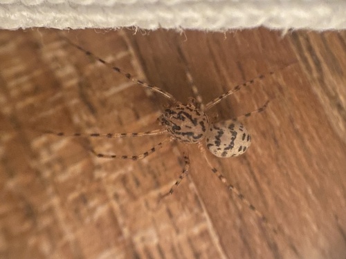 Common Spitting Spider