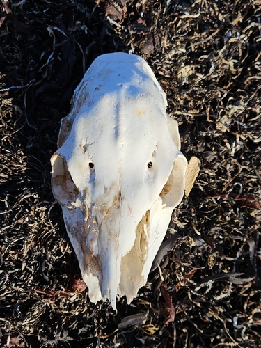 White-tailed Deer