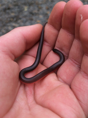 Carphophis amoenus amoenus