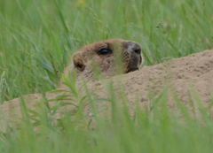 Marmota kastschenkoi