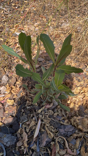 prickly lettuce