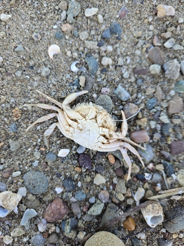 European Green Crab
