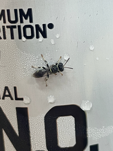 Ochleroptera observed 2026-09-23