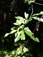 Turpinia ternata