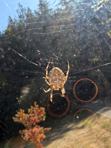 Cross Orbweaver