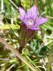 Gentianella anglica