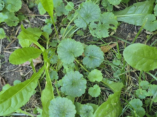 ground-ivy