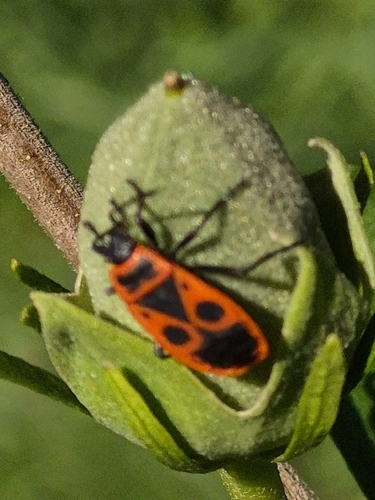 European Firebug