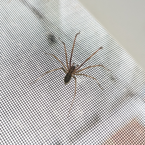 Giant House Spider