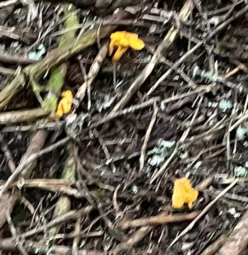 Newfoundland chanterelle