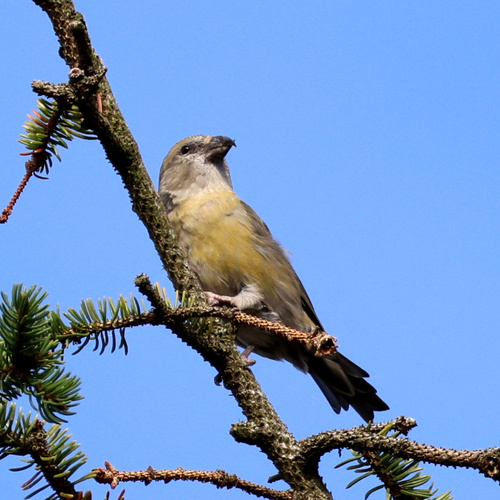 Red Crossbill