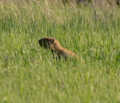 Marmota kastschenkoi
