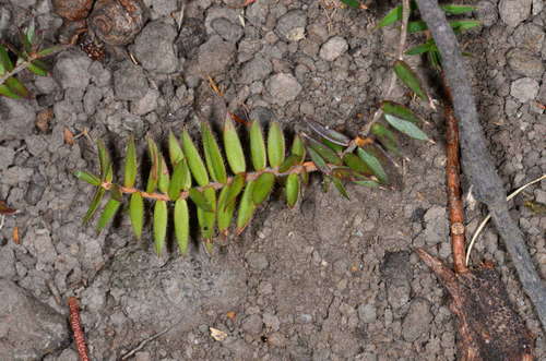 Acrotriche prostrata (Acrotriche prostrata)