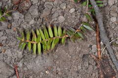 Acrotriche prostrata