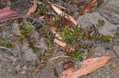 Acrotriche prostrata