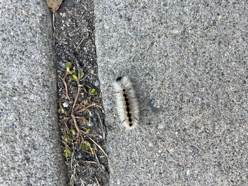 Hickory Tussock Moth