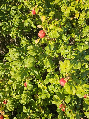rugosa rose
