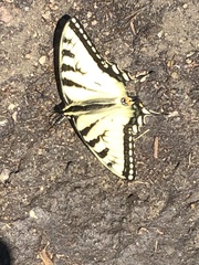 Papilio canadensis × glaucus