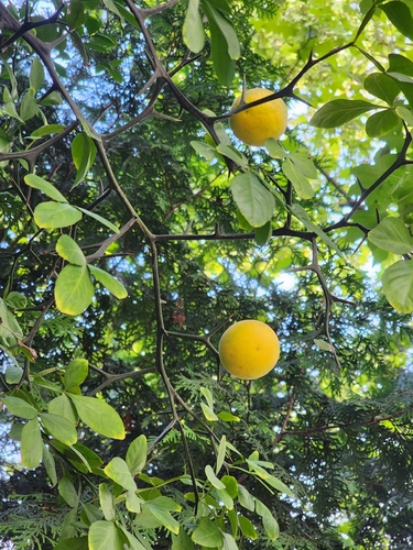 trifoliate orange