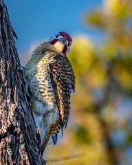 Campethera bennettii