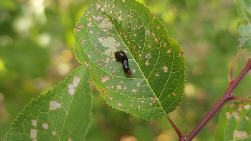 Cherry Slug Sawfly