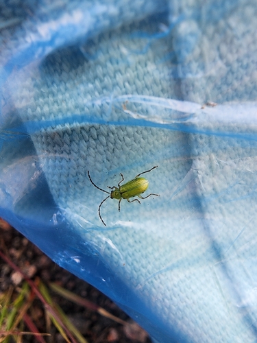 northern corn rootworm